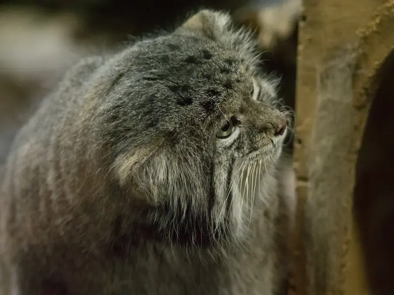 恩賜上野動物園のクリョンの写真