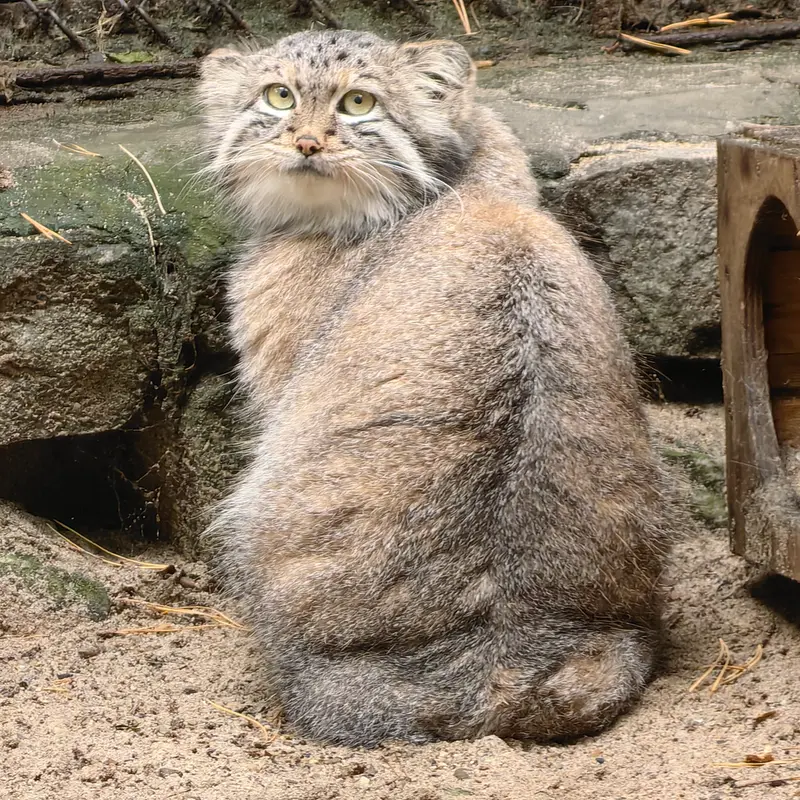 ノヴォシビルスク動物園のスネジャナの写真