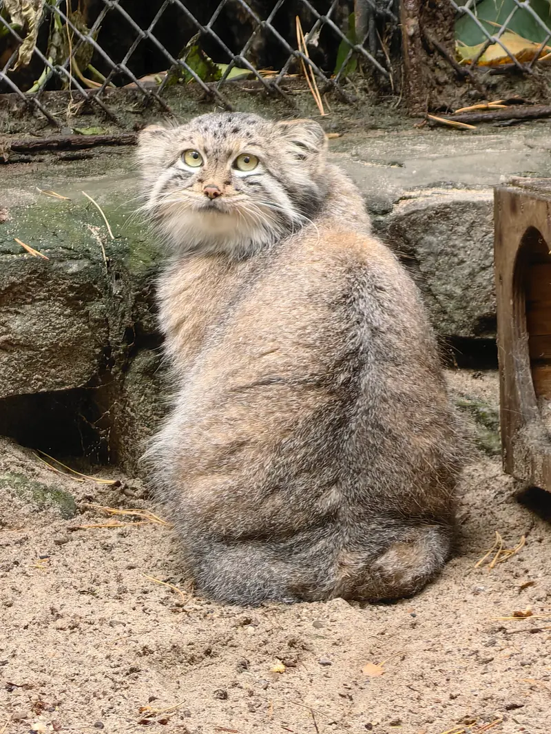 ノヴォシビルスク動物園のスネジャナの写真