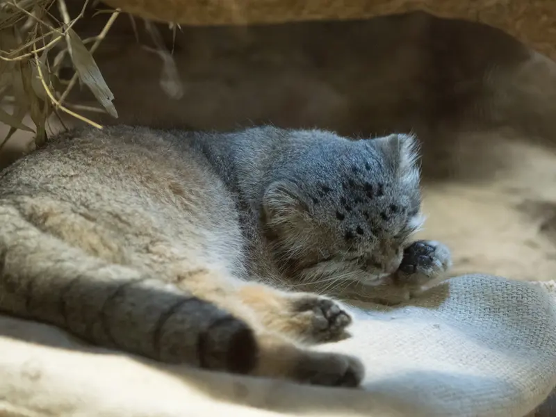 恩賜上野動物園のクリョンの写真