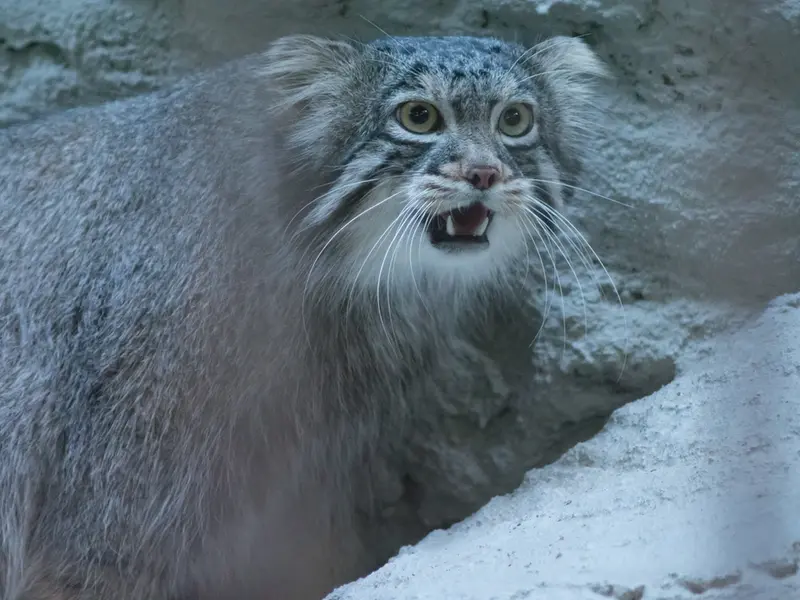 野毛山動物園のフィーガの写真