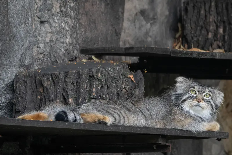 モスクワ動物園のティモフェイの写真