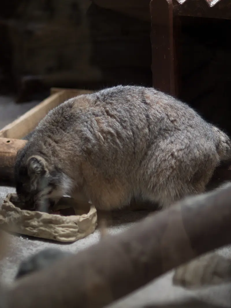 恩賜上野動物園のプリームラの写真