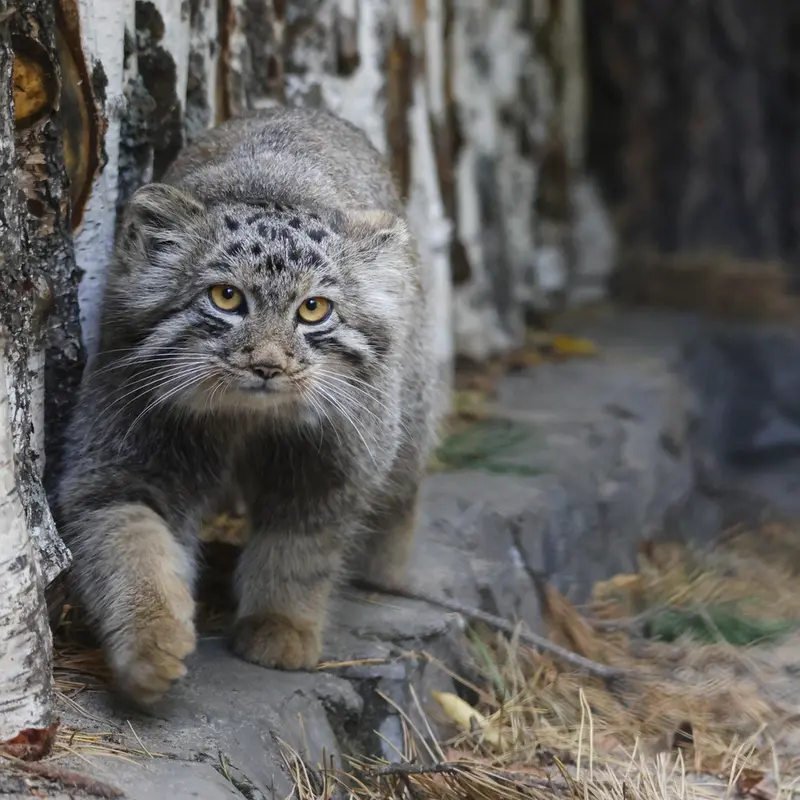 ノヴォシビルスク動物園のスネジャナの息子 b.2026 Ⅲの写真