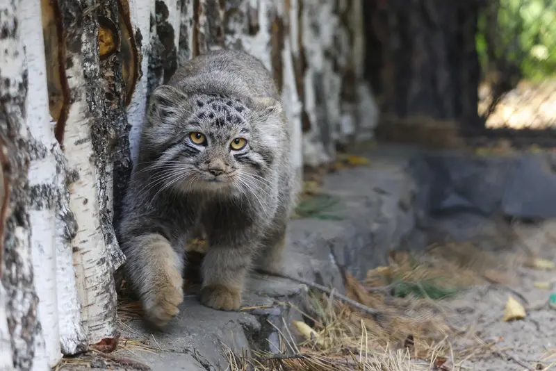 ノヴォシビルスク動物園のスネジャナの息子 b.2026 Ⅲの写真