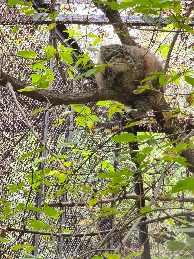 ノヴォシビルスク動物園のゾーシャの写真