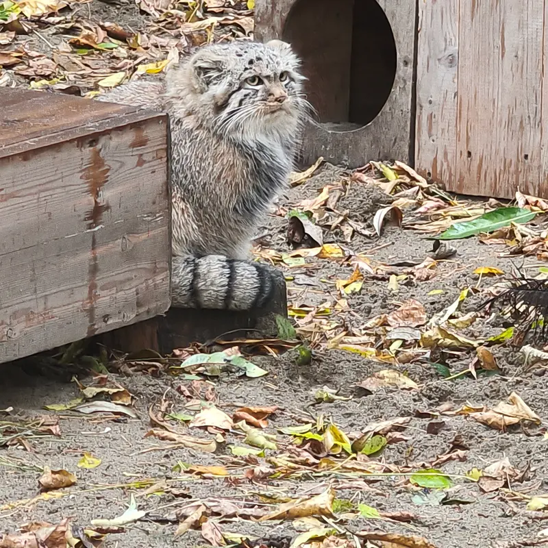 ノヴォシビルスク動物園のロロの娘 b.2026 Ⅰの写真