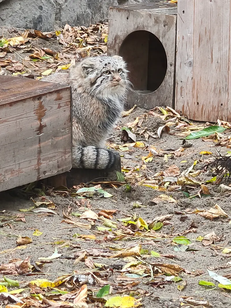 ノヴォシビルスク動物園のロロの娘 b.2026 Ⅰの写真