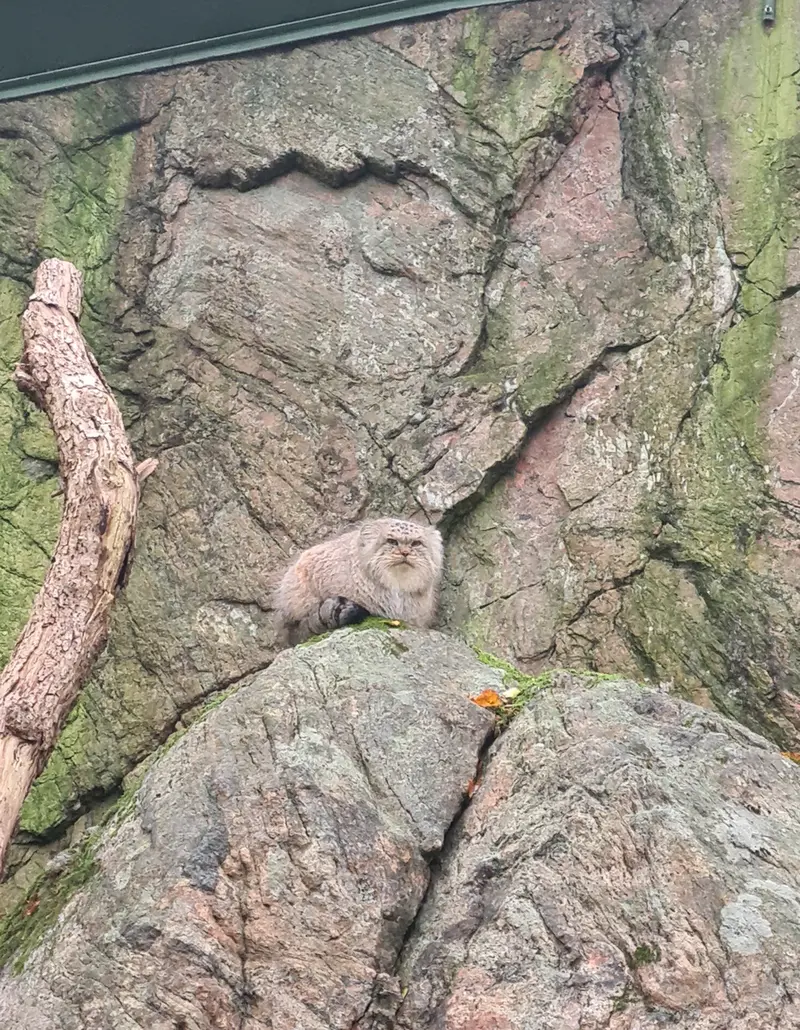 マヌルネコの写真
