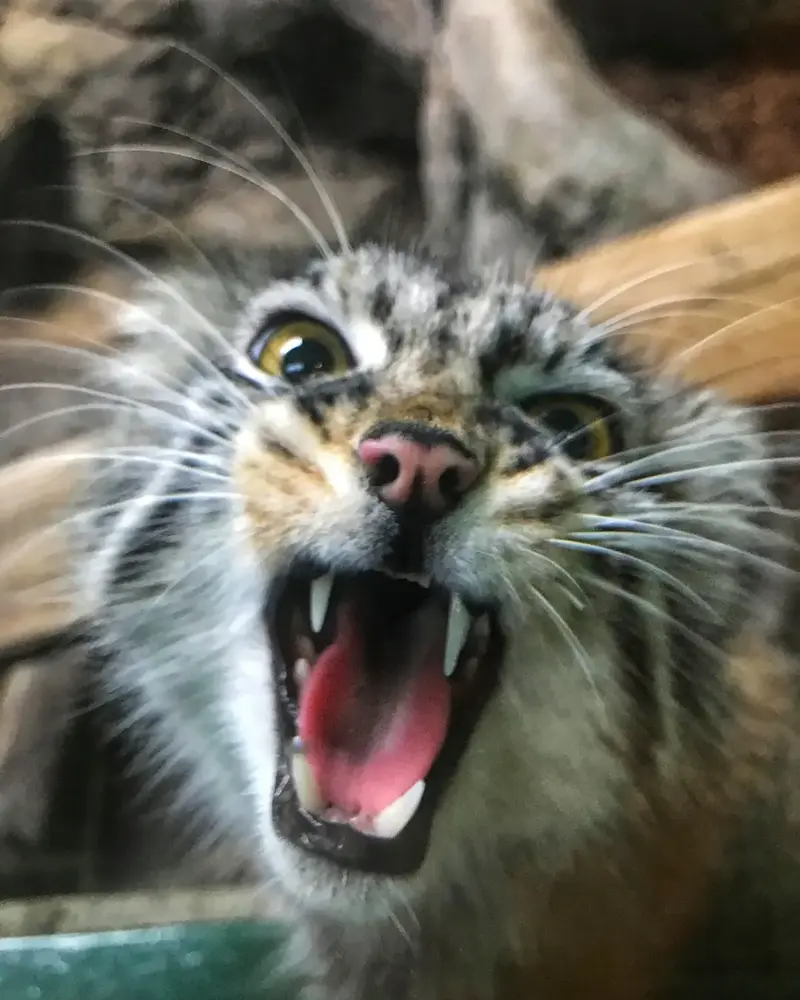 バーミングハム動物園のフィラリスの写真
