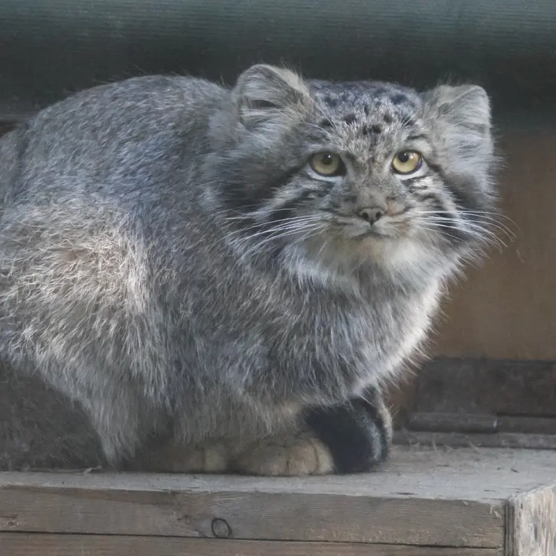 ノヴォシビルスク動物園のスネジャナの息子 b.2026 Ⅰの写真