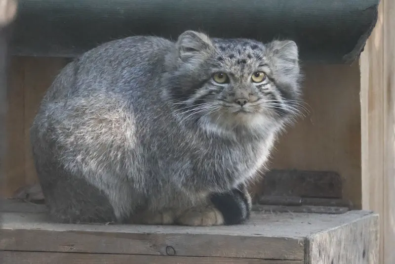 ノヴォシビルスク動物園のマヌルネコの写真