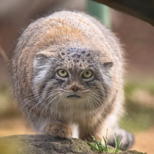ヘラブルン動物園のプルシの写真