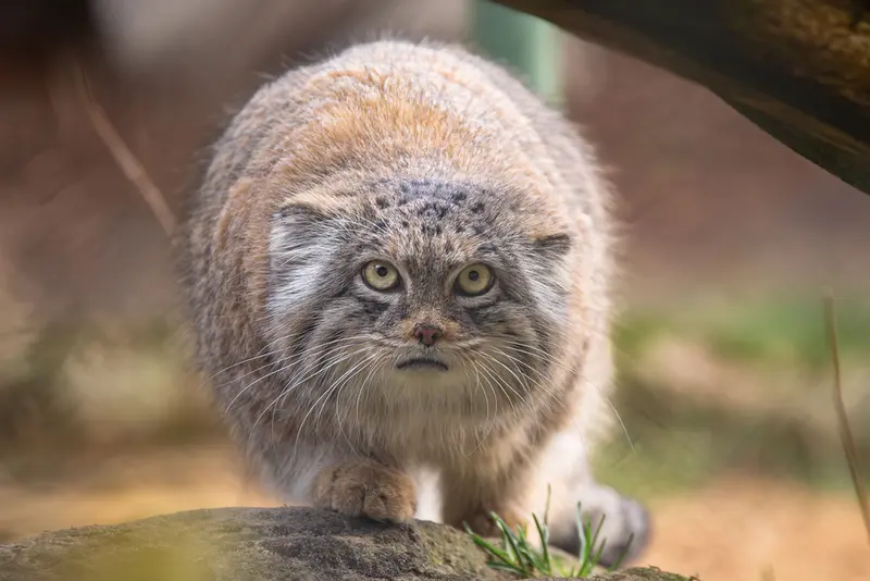 ヘラブルン動物園のプルシの写真