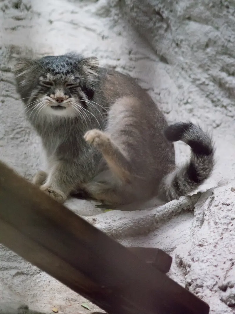 野毛山動物園のフィーガの写真