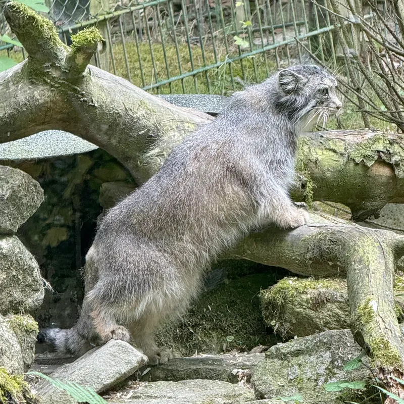 オペル動物園のフェイの写真