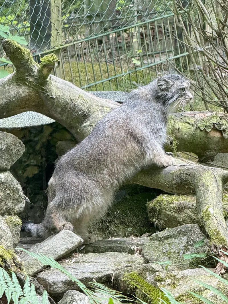 オペル動物園のフェイの写真