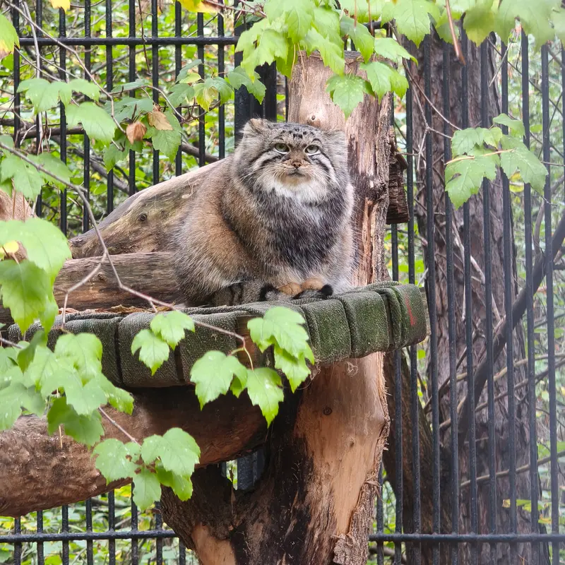 ノヴォシビルスク動物園のアーニャの写真