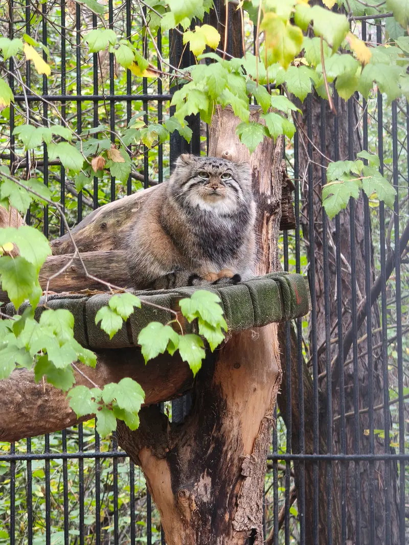 ノヴォシビルスク動物園のアーニャの写真