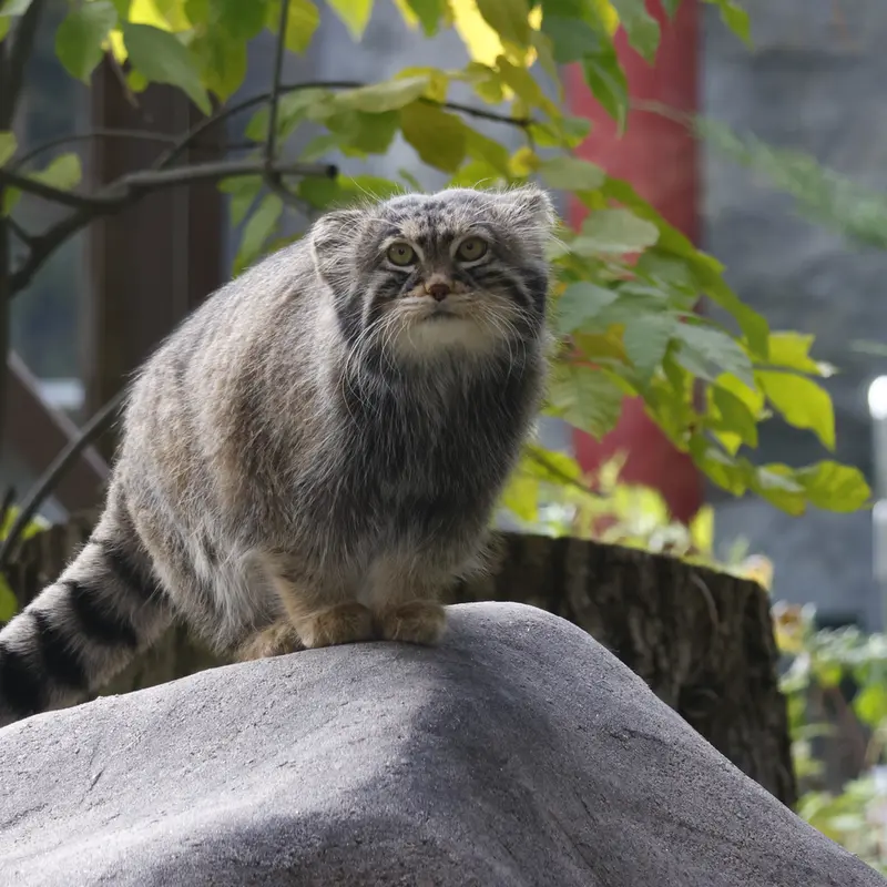 モスクワ動物園のティモフェイの写真