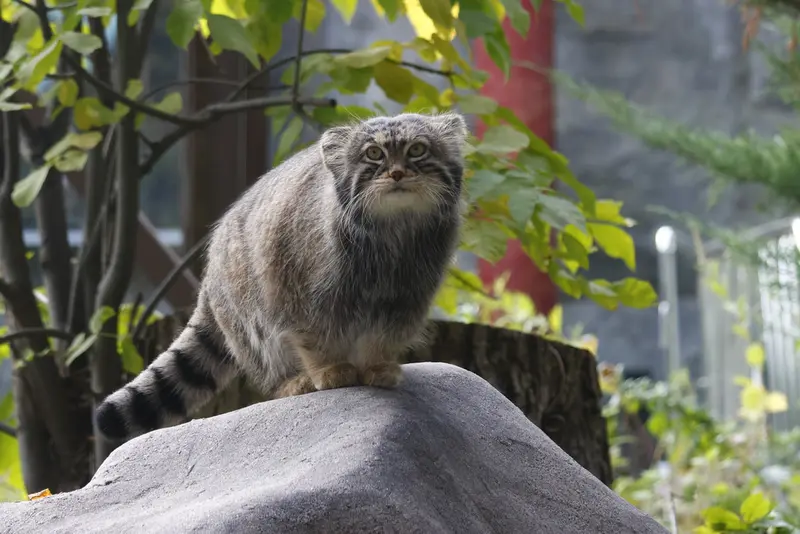 モスクワ動物園のティモフェイの写真