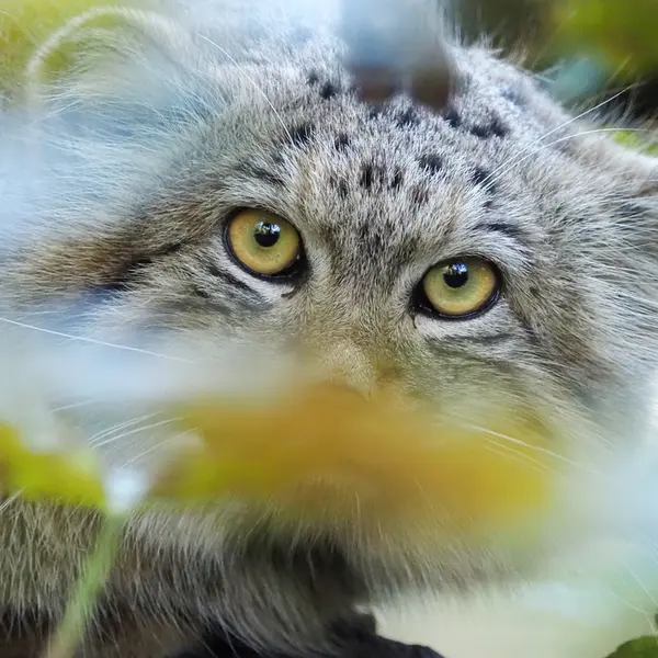 グダニスク動物園のサヤンの写真
