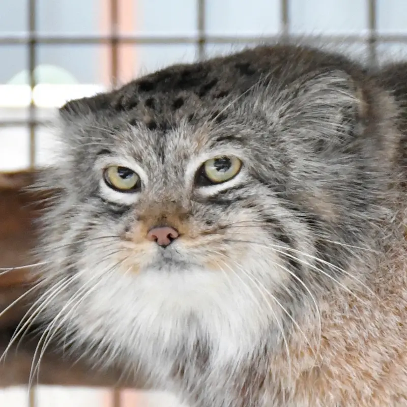 イフラヴァ動物園のシピエの子(2020年生まれ)