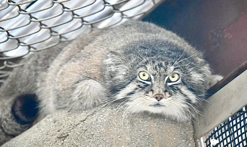 神戸市立王子動物園のイーリスの写真