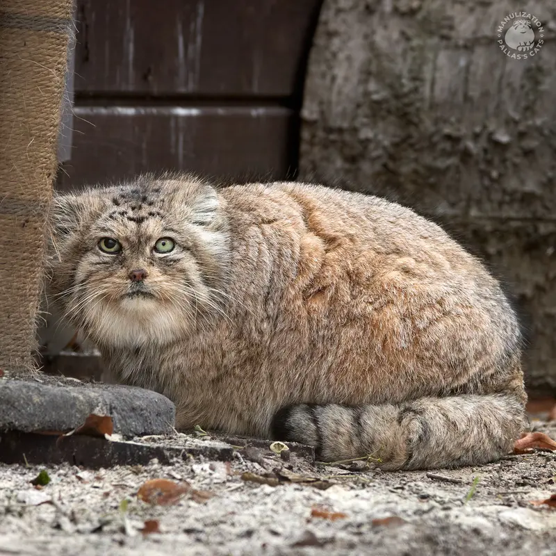ポズナン新動物園のボリスの写真