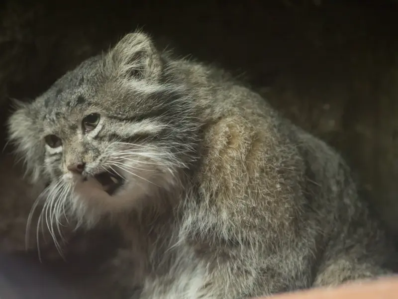 恩賜上野動物園のクリョンの写真
