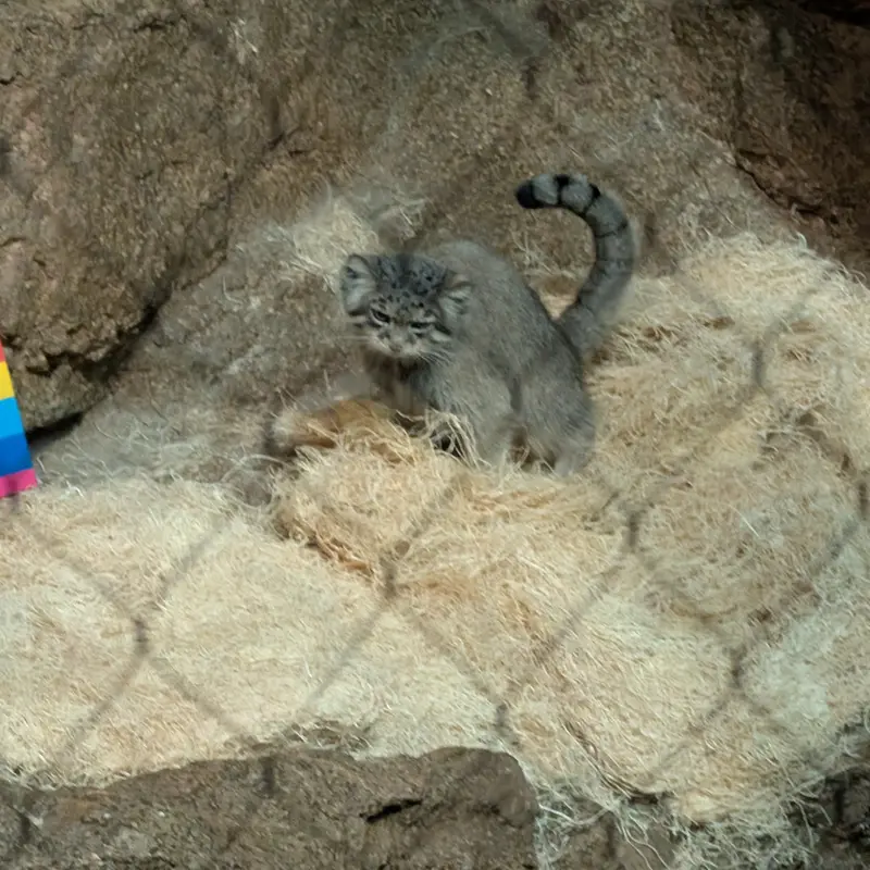 ブルックフィールド動物園シカゴのルビーの写真