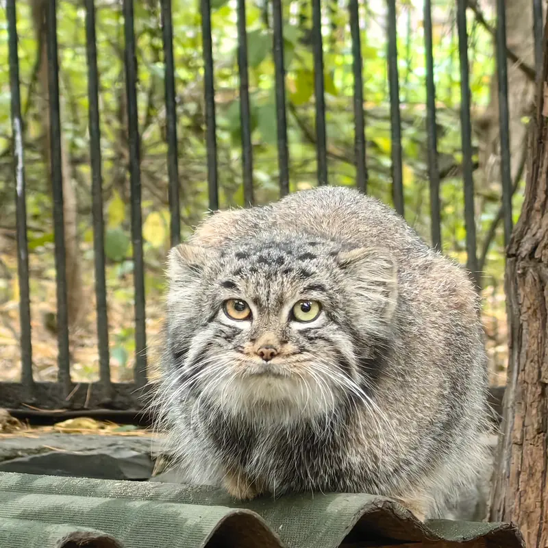 ノヴォシビルスク動物園のカトゥンの写真