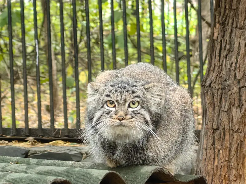 ノヴォシビルスク動物園のカトゥンの写真