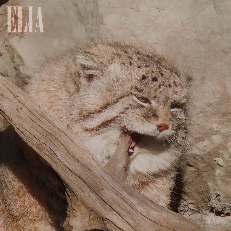 カルガリー動物園 / ワイルダー研究所のオラフの写真