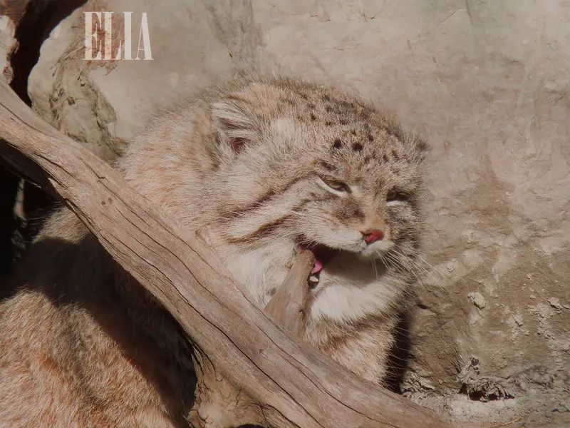 カルガリー動物園 / ワイルダー研究所のオラフの写真
