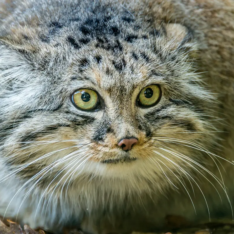 ビッグ・キャット・サンクチュアリのジェスロの写真