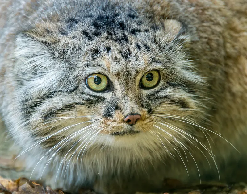 ビッグ・キャット・サンクチュアリのジェスロの写真