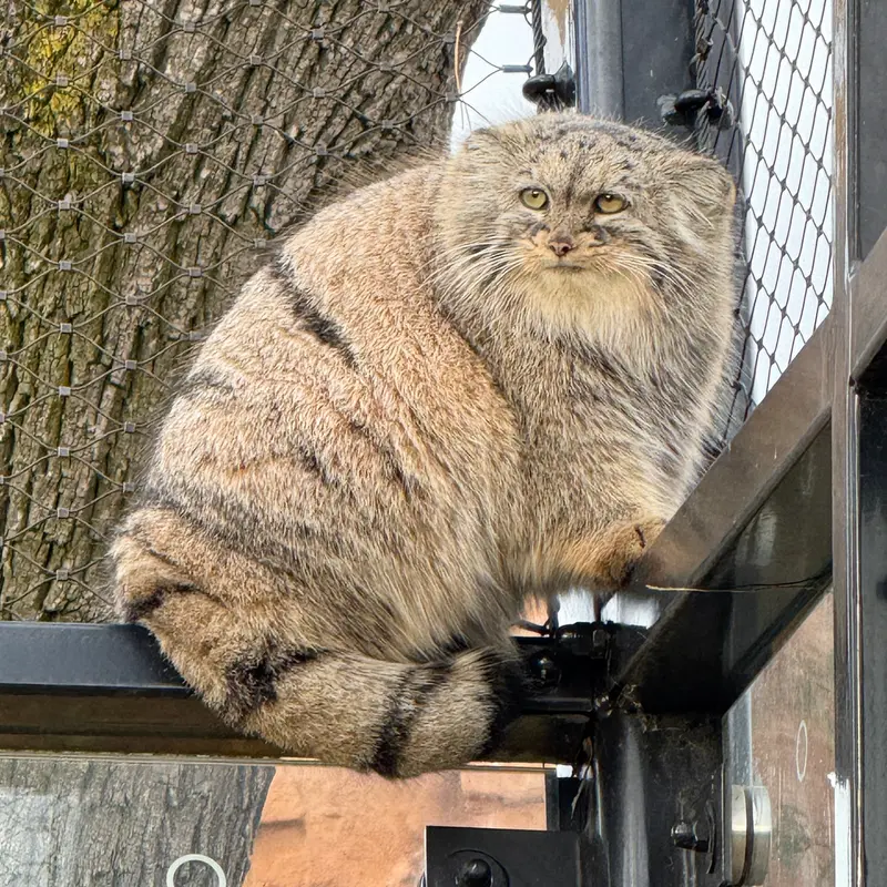 プラハ動物園のプリンセッサの写真
