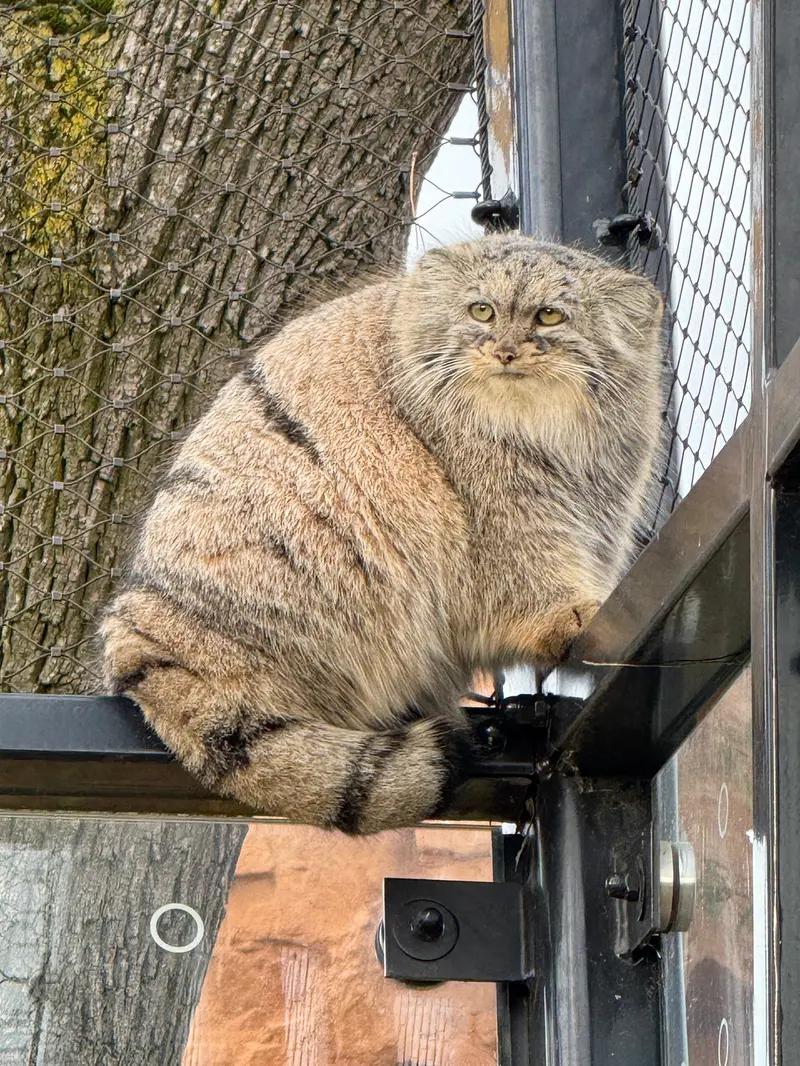 プラハ動物園のプリンセッサの写真