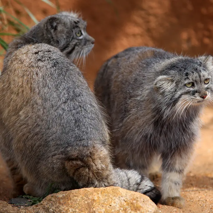 プラハ動物園のプリンセッサとスパイの写真