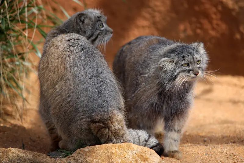 プラハ動物園のプリンセッサとスパイの写真