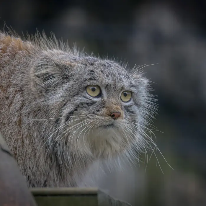 バイオ・トピア・ダンケルクのマヌルネコのサラン