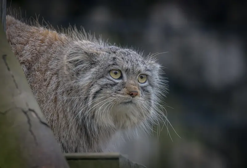 バイオ・トピア・ダンケルクのサランの写真