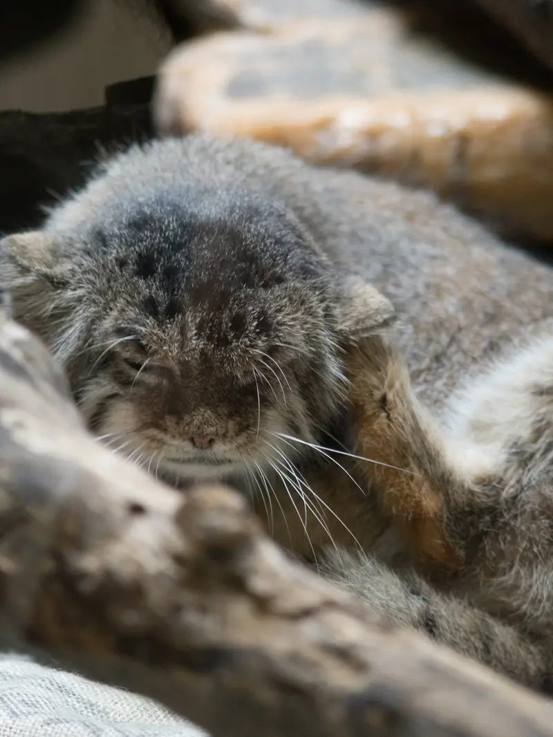 恩賜上野動物園のプリームラの写真