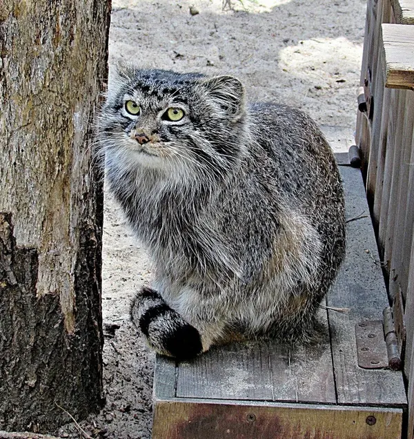 ノヴォシビルスク動物園のマヌルネコの写真
