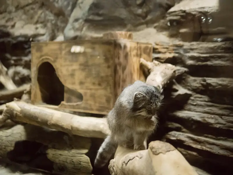 恩賜上野動物園のクリョンの写真