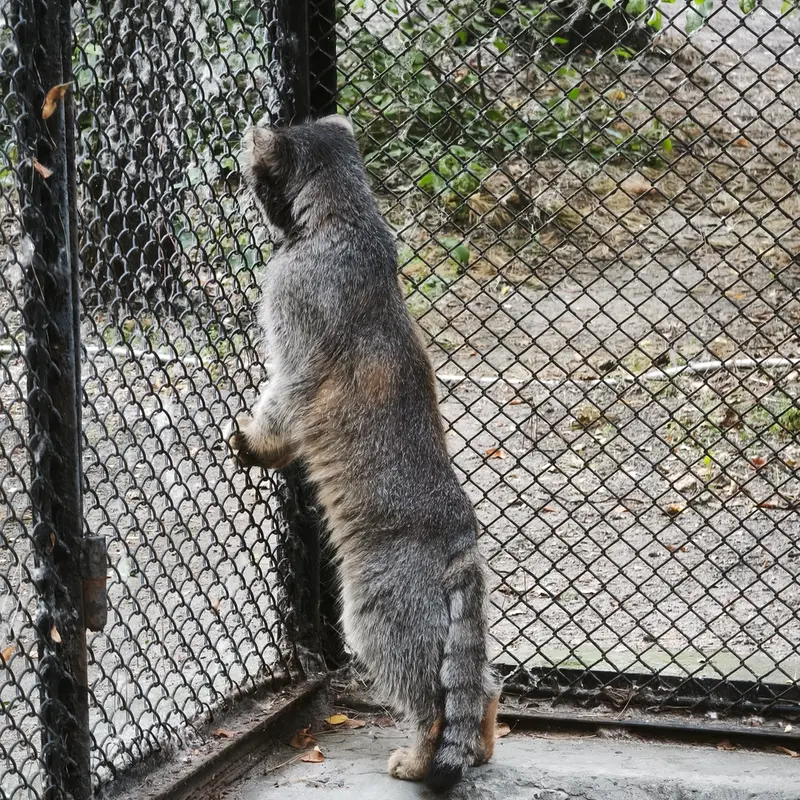 ノヴォシビルスク動物園のジョージの写真