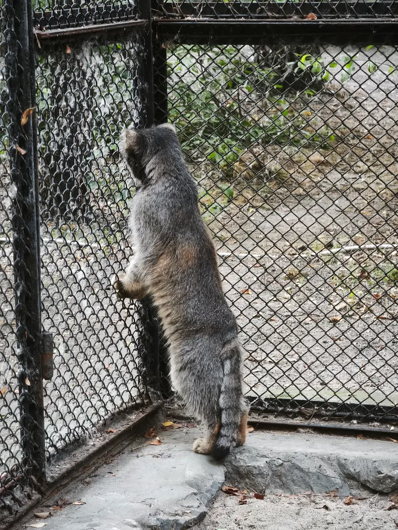 ノヴォシビルスク動物園のジョージの写真