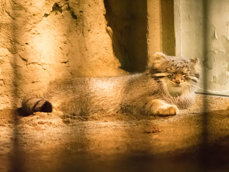 野毛山動物園のフィーガの写真