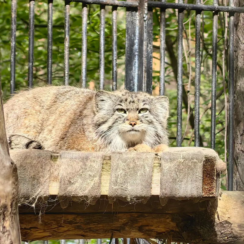ノヴォシビルスク動物園のシルヴェスターの写真